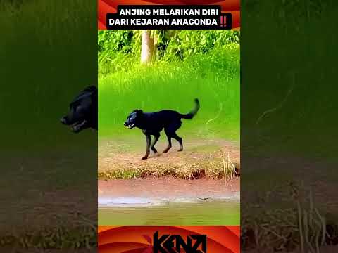 Seekor Anjing Lari Dari Kejaran Musuh‼️‼️😱😱 #shorts #subscribe #trending