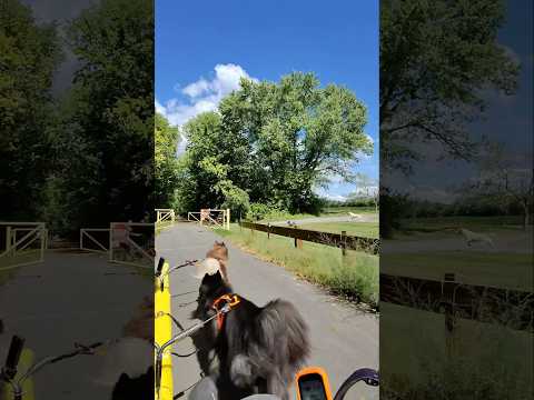 Loose dogs make a dart for us! Experience & speed with the help of my copilot kept everything cool!
