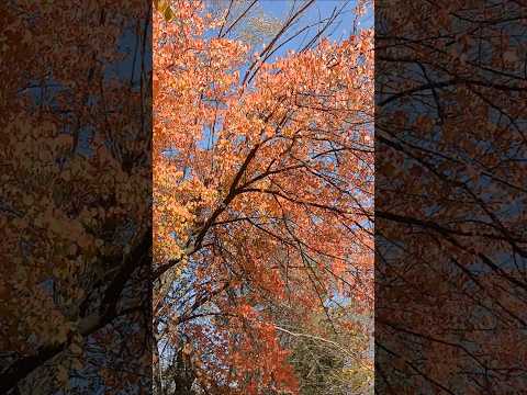 Осень Красивая листва Күз Autumn Beautiful foliage #autumn #beauty #осень #красота #масы #ноокен #🇰🇬