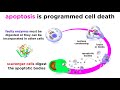 Apoptosis Mechanisms and Functions