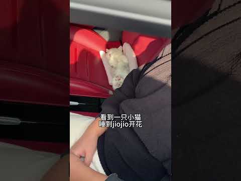 【#雪球日记】小猫睡到jiojio开花 #曼基康矮脚 #萌宠出道计划