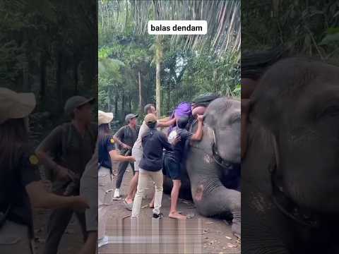 Berat Sama Dipikul, Gajah Pun Mengeluh#shortvideo #viralshorts