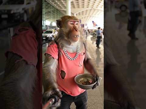 Bandar Ne kiya Bhikhari Prank Vo Bhi Plane me 😂👮♂️🚔,Police Aa Gayi 🔪🚨 #monkeyvlog #funny