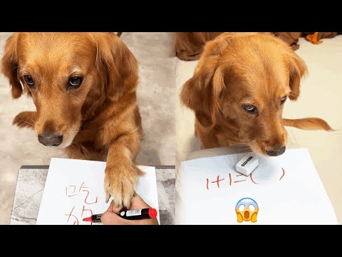 Funny Dog | Cultivated dogs are really scary😨😨😨#Cuihuastory #Cute Pet