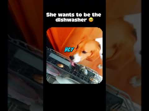 AYO WHAT THE DOG DOING???🥴😭