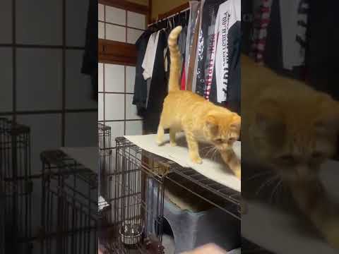 母ちゃんに弄ばれておしりの〇〇をこちらに見せる茶トラ猫