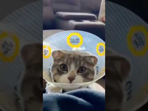 Cat VS Elizabeth Circle #foryou #funny #cat