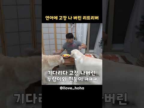 연어에 고장 나 버린 리트리버 #shorts