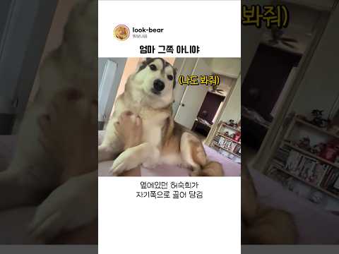 <strong>질투심</strong> 넘치는 허스키를 키우면 생기는 일