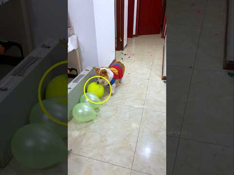 dog baloon challenge 🤯