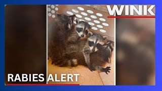 Charlotte County issues rabies alert after confirmed case from raccoon