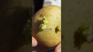 Here's how you grow potatoes in a bucket...