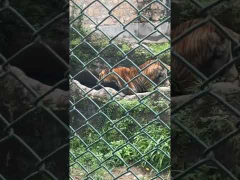 #nature #wildlife #tiger #viral #views