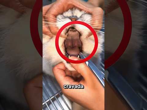 O Que Encontraram na Boca Deste Gato Vai Te Deixar Sem Palavras! 🙀✨