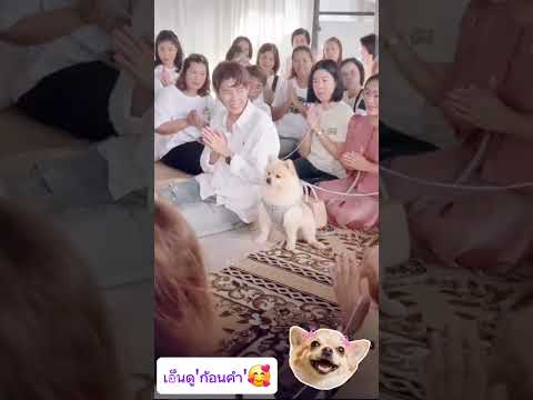 😍😍#ปาย #ป๊ายปายโอริโอ้ #หมา #น่ารัก #funny #funnyvideos