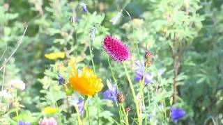 YouTube video thumbnail: ‘You don’t Need to Know Anything’: Alaska Native Plant Society Teaches Volunteers to Grow Native Species