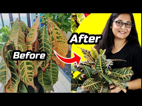 🔴CROTON PLANT COMPLETE CARE/क्रोटन को मरने से कैसे बचाएं/ WHY CROTON LEAVES FALL#crotonplantcare