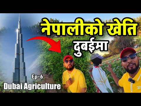 Dubai को गाउँमा नेपालीको यस्तो खेति Bhagya Neupane Dubai Tour EP-6 Dubai Agriculture