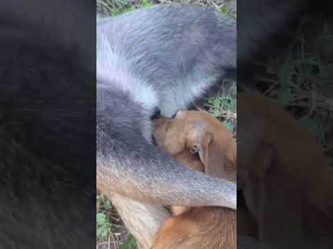 #subscribe #like #viral #shorts #animals #dog #dogs #dogshorts #doglife #youtubeshorts #funny #fyp