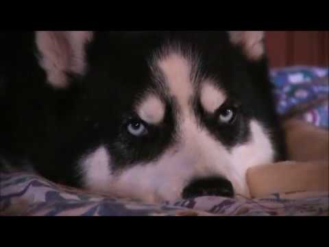 Husky tries Hard to Stay Awake!