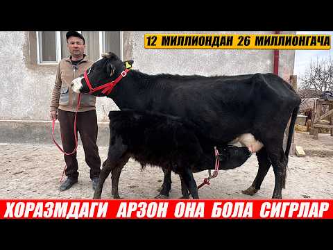 СУТДОР  ОНА  БОЛА  ВА  БУГОЗ  СИГРЛАР  МУЗАФФАР  ОГА  2-МАРТ 2026