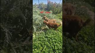 مزرعة فاطمة