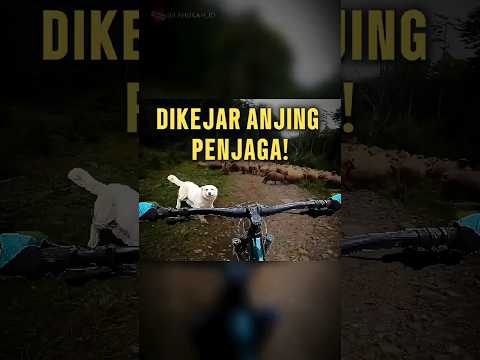 TIBA-TIBA DIKEJAR ANJING! ๐ฑ #videoviral