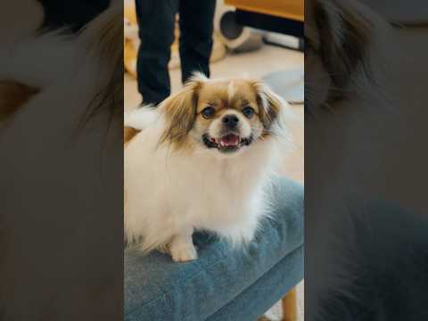 Pro peloton pooches with Mads Pedersen