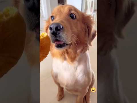 Animal Funny Video #comedy #animal #funnyreel #dog