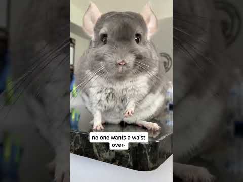 🚨 I promise it’s all fluff! 😅 it was super loose and stretchy! #Linus #chinchilla #fyp #shorts