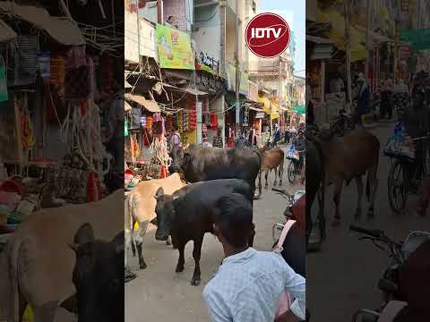 "दिलदारनगर बाजार में मवेशियों का तांडव: दुकान में फंसे चार सांड और गाय, मेराज की दुकानदारी हुई ठप"