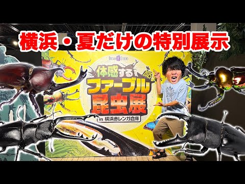 横浜限定！ファーブル昆虫展の魅力に迫る【貴重な標本と歴史も紹介】