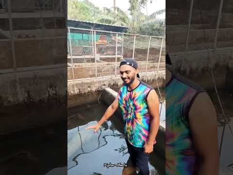 അഞ്ചുദിവസമായി തീറ്റ കൊടുത്തിട്ട്⁉️| #arapaima #monster #200kg  #arapaimabreeding #xplormedia