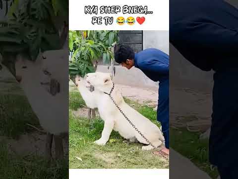 KYA SHER BNEGA... RE TU 😂😂❤️ @animal_editz27 #trendingshorts #cute#funny #animals#ytshorts#lion