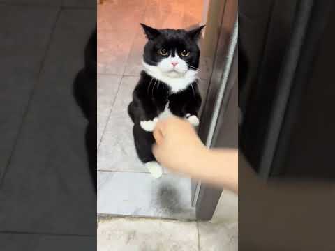 parece que tiene un traje puesto