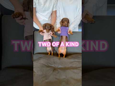SHIMMER & SHINE #minidachshund #puppy #dance #dachshund #dachshundpuppy #cutedog #funnydog #cute