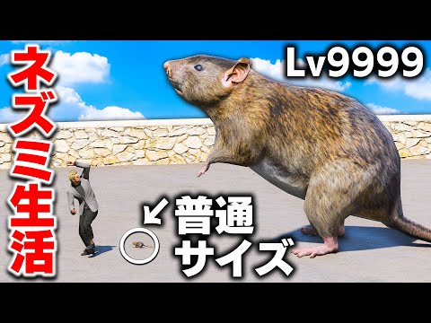 【GTA5】食べすぎて巨大化！ネズミが街を襲う！手配度10になり軍隊もネズミ退治に出動する！巨大ネズミで銀行強盗してみた！ネズミ生活【ほぅ】