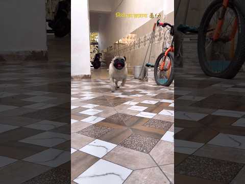 ख़ज़ाने को बनाया खाना 💰😭 #comedy #funny #funnyshorts #shorts