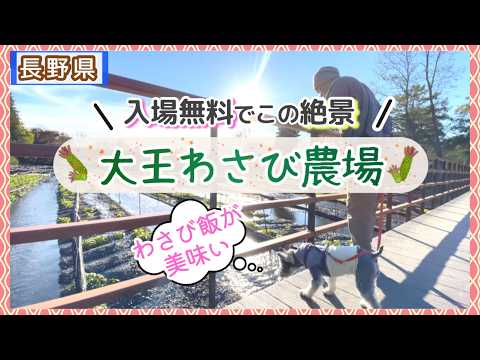 【犬連れ旅行】岐阜・長野１泊2日後編｜愛犬と大王わさび農場を散策！長野縣安曇野市