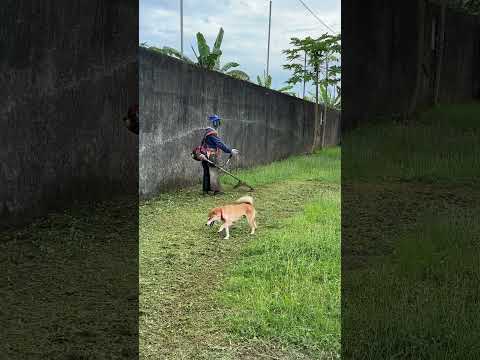 Silly Haru 🤭🐶🐾 #dog #theshibedoge #shibainu #shiba #cute