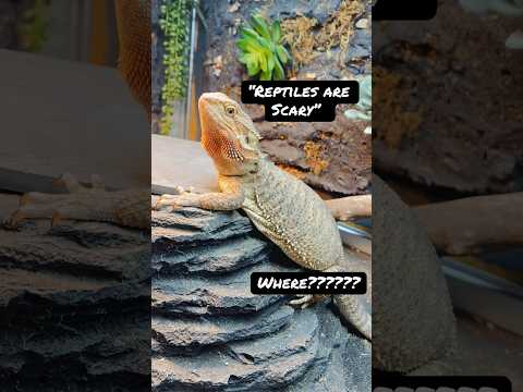 Honest question. 🤔 #reptiles