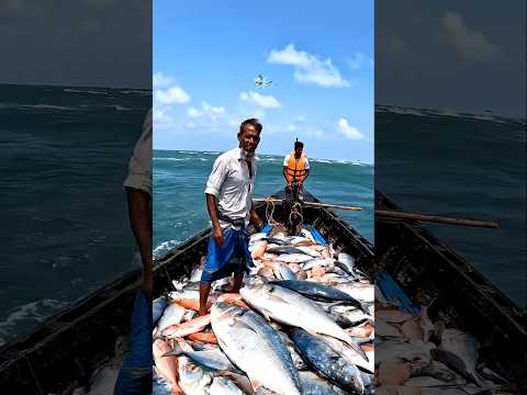 অনেক মাছ ধরেছে মাশাল্লাহ