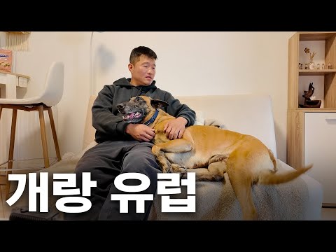 세계 대회에 출전한 개통령 강형욱 선수의 유럽살이 [형욱로그]