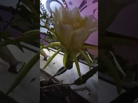 हमारी प्यारी प्यारी छोटी सी बगिया