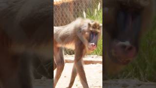 🚨 Ningún animal debería vivir en estas condiciones #zoo #xtrauss #mandril #primates #rabat  #simios