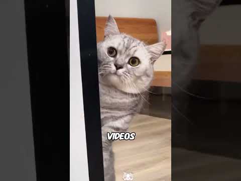 Esta gata se convirtió en una amante delagua.#shorts #cat
