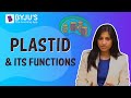 Understanding Plant Cells and Photosynthesis