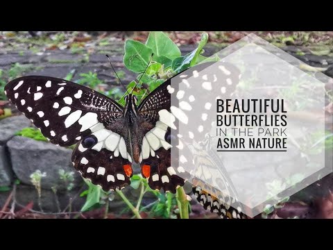Beautiful Butterflies in the Park | ASMR Nature
