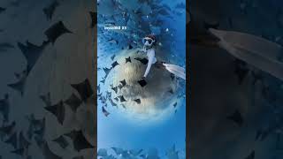 無数のマンタに囲まれた夢のような時間🌊✨