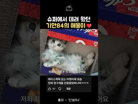 슈퍼에서 데려 온 기안84의 애옹이 #기안84 #인생84 #고양이 #<strong>기안</strong>
